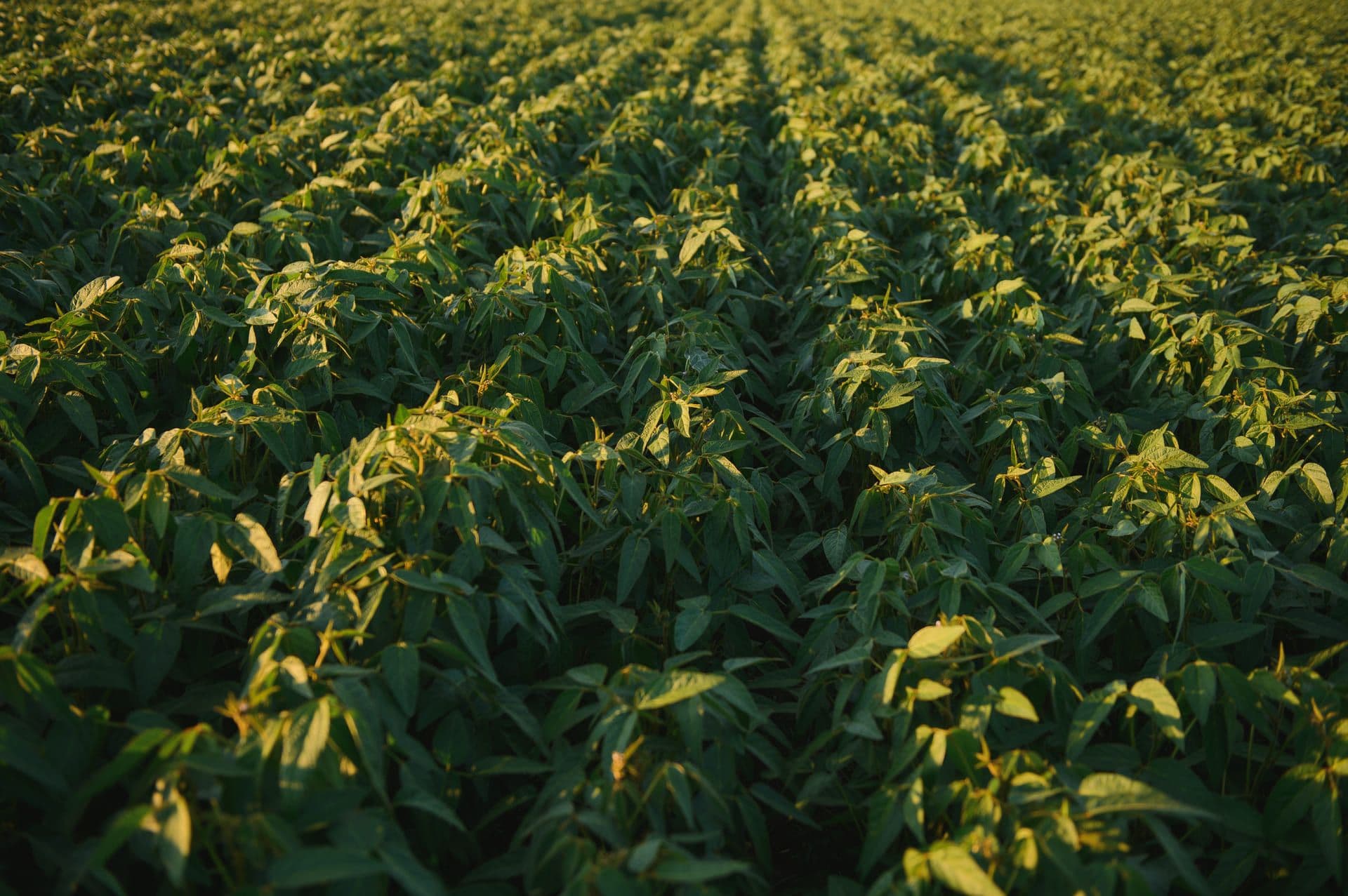 Agritec Global - DOSIT Benefits