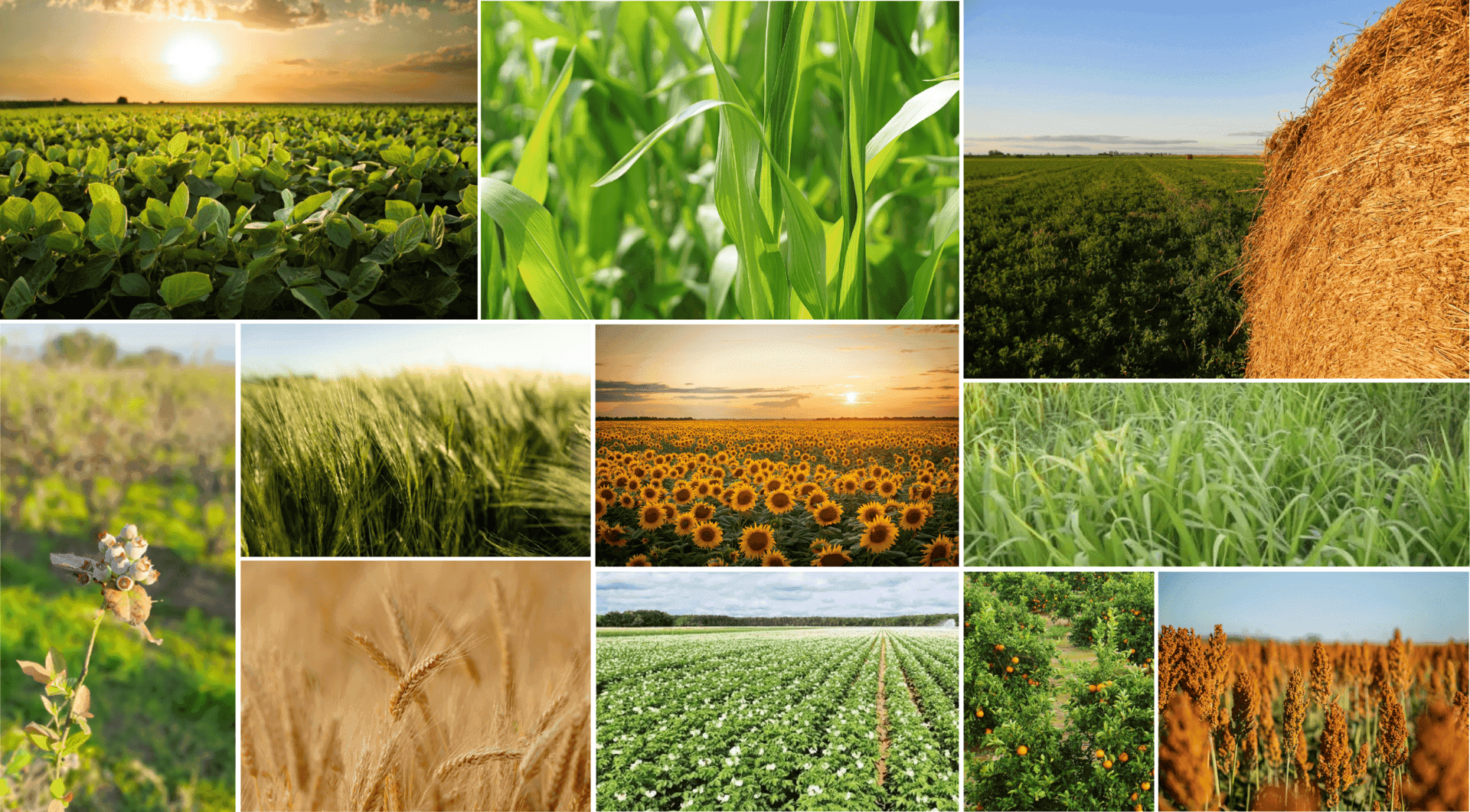 Agritec Global