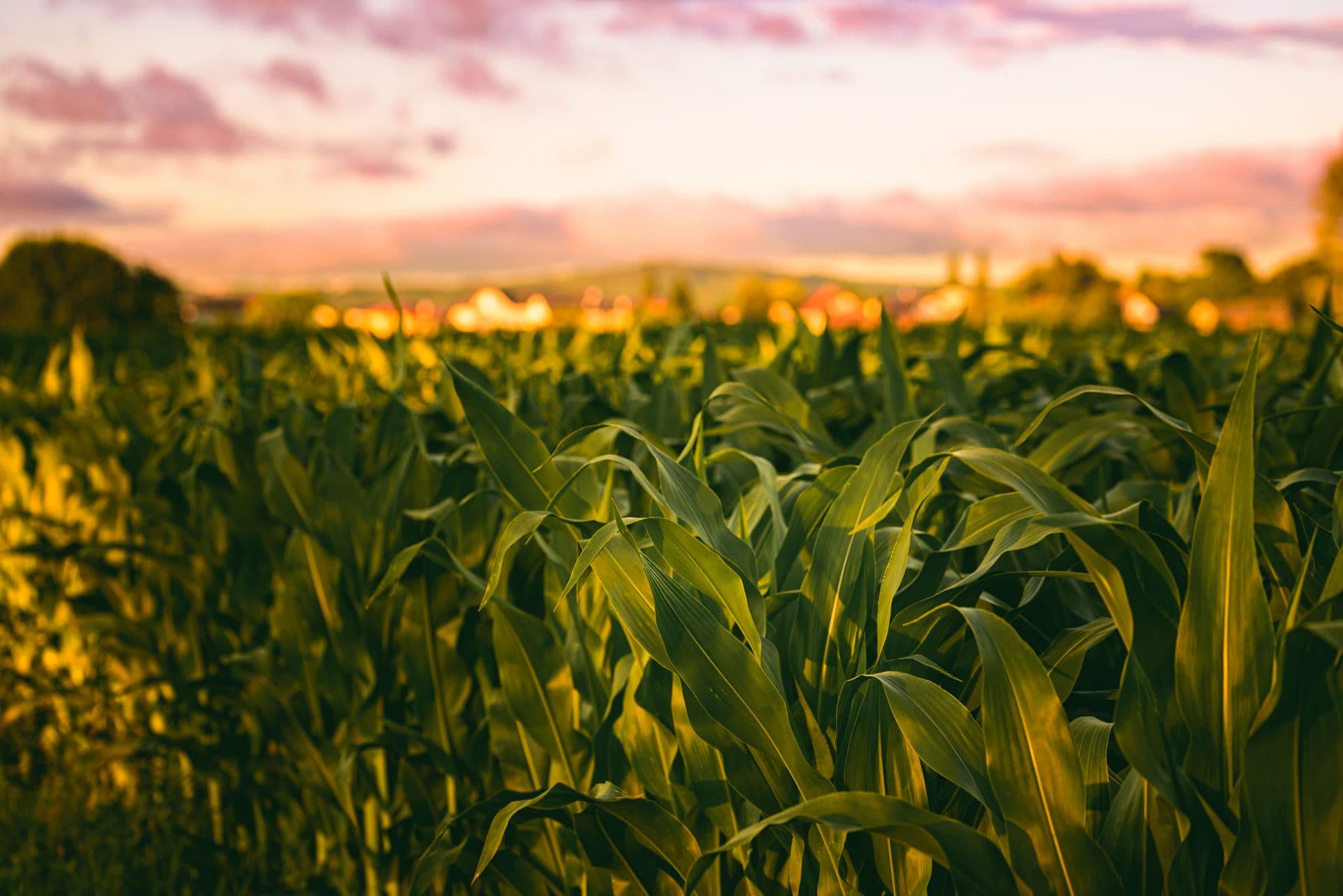 Agritec Global - Cultivos con Megaphos