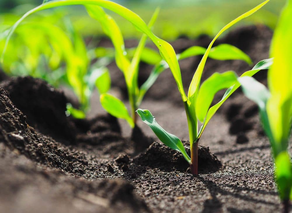 Control de calidad en Agritec Global