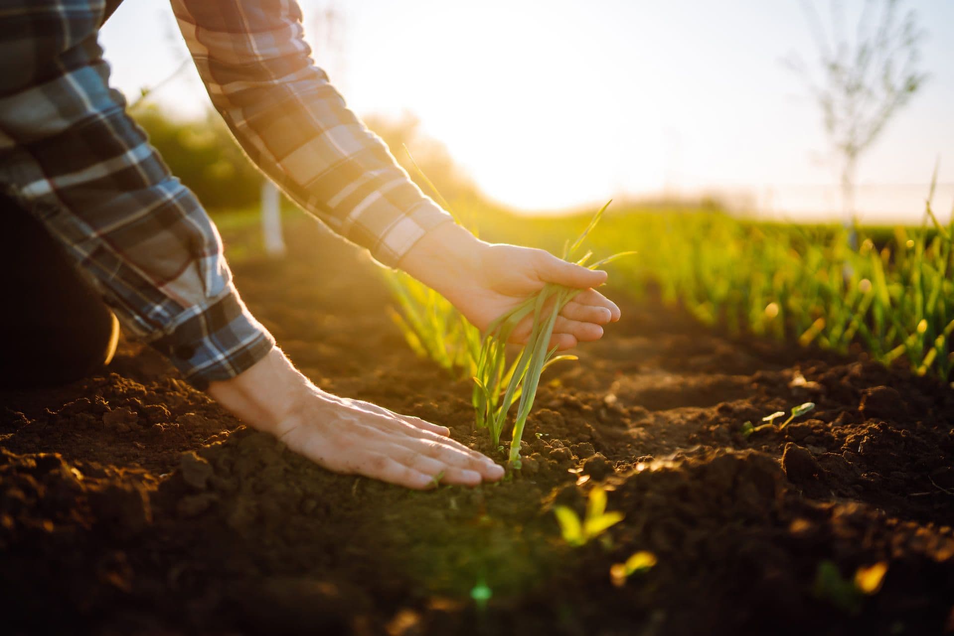 Agritec Global - Biomega y Megaphos