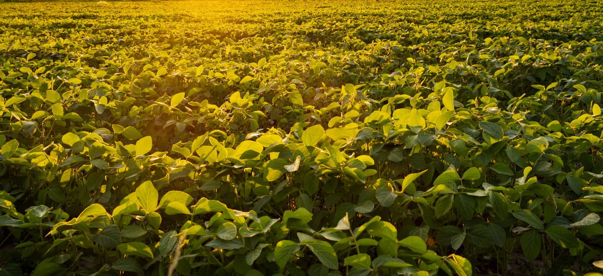 Agritec Global - Biomega